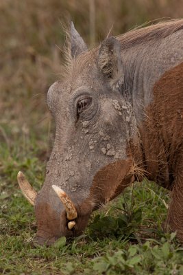 tanzania ngorongoro, warthog (_MG_4071 - 20090125).jpg
