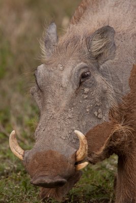 tanzania ngorongoro, warthog (_MG_4083 - 20090125).jpg