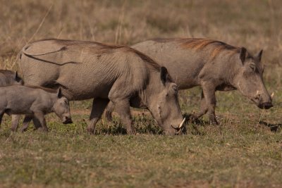 tanzania ngorongoro, warthog (_MG_4516 - 20090126).jpg