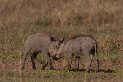 tanzania ngorongoro, warthog (_MG_4547 - 20090126).jpg
