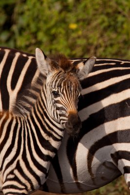 tanzania ngorongoro, zebra (_MG_4374 - 20090126).jpg