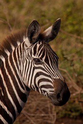 Ngorongoro