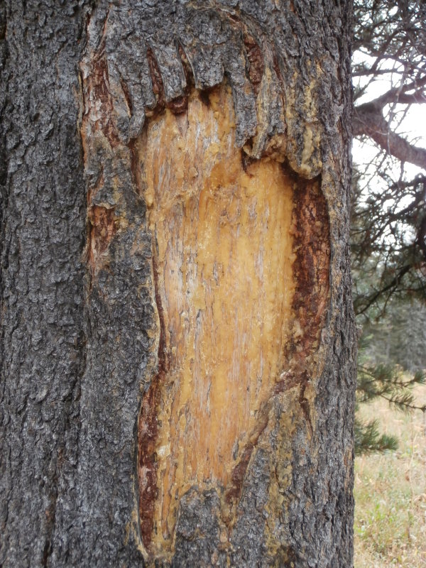 Bear Claw Marks On Tree