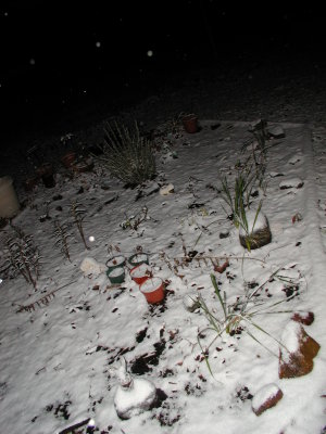 Snow 12-09-08 12.JPG