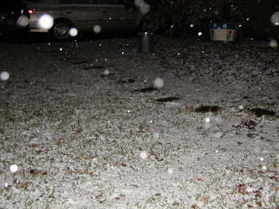 Snow 12-09-08 6.JPG