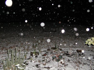 Snow 12-09-08 7.JPG