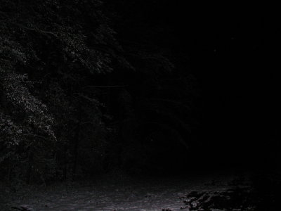 Snow 12-10-08 7.JPG