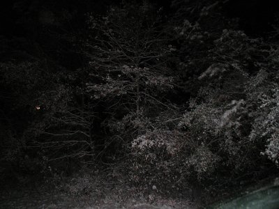 Snow 12-10-08 8.JPG