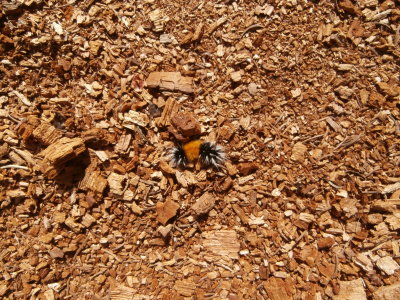 Spotted Tussock Moth Larva In Peaceful Valley Campground