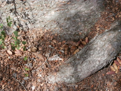 Squirrels Pine Cone Stash For The Winter