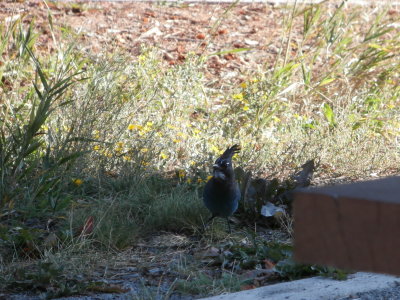 Blue Jay In Peaceful Valley Campground