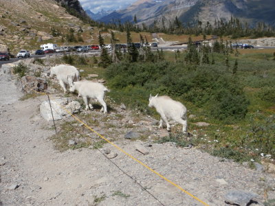 Mountain Goats