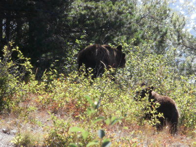 Black Bear With Cub