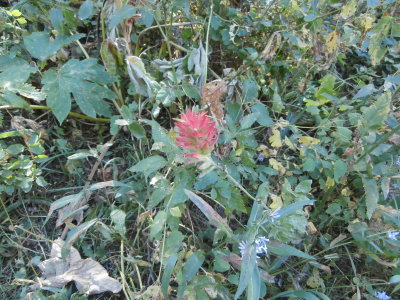 Indian Paintbrush