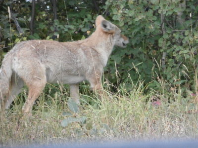 Coyote Eating Huckleberries