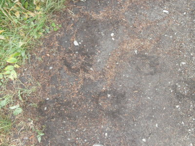 Bear Tracks On Trail