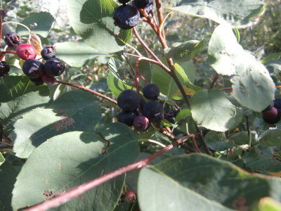 Huckleberries.  These Were All Around Our Campsite And The Entire Campground!