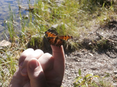Green Comma Butterfly