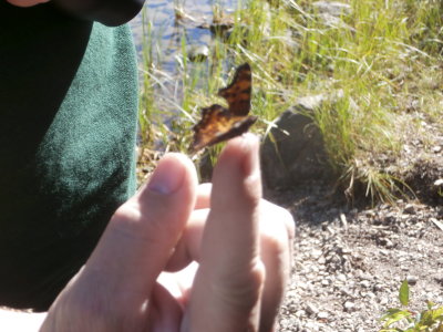 Green Comma Butterfly