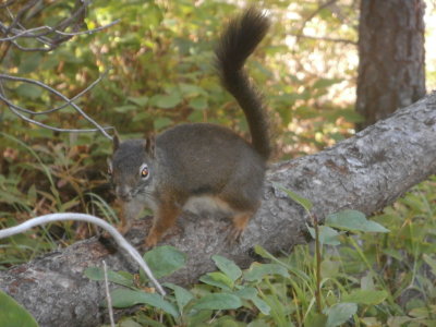Ground Squirrel