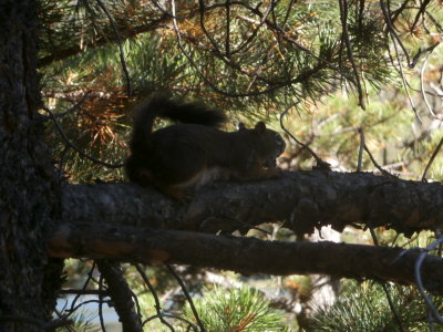 Ground Squirrel