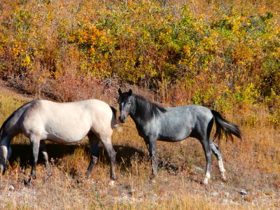 Wild Horses Near Glacier