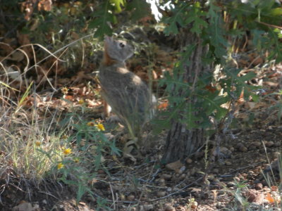 Rabbit At Our Camsite In Cheyenne State Park