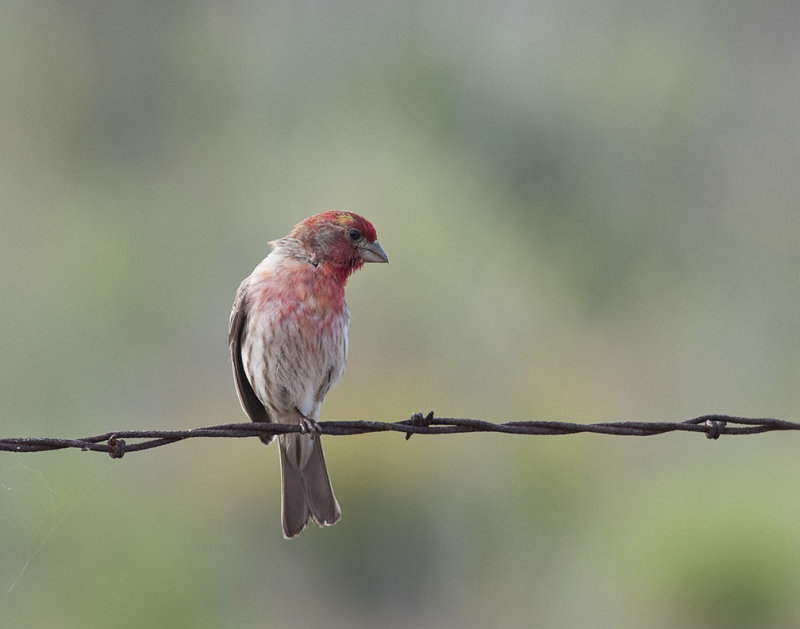 Cassins Finch on Back Fence