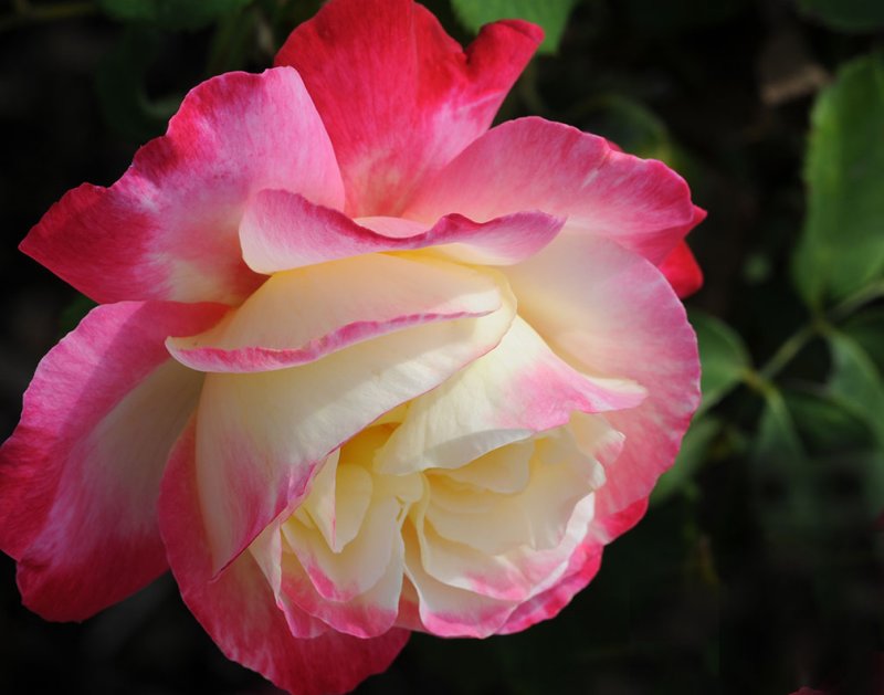 Balboa Park Rose Garden