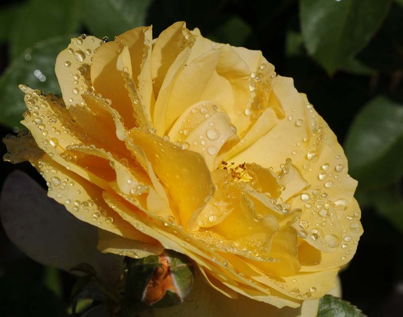 Balboa Park Rose Garden Water Drops