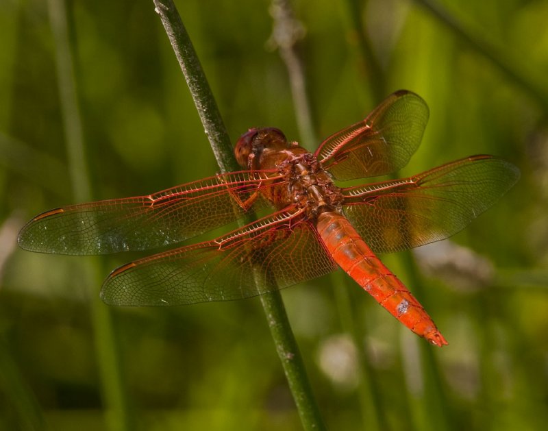 Flame Skimmer