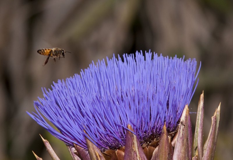 Bee on Artichoke Thistle Flower