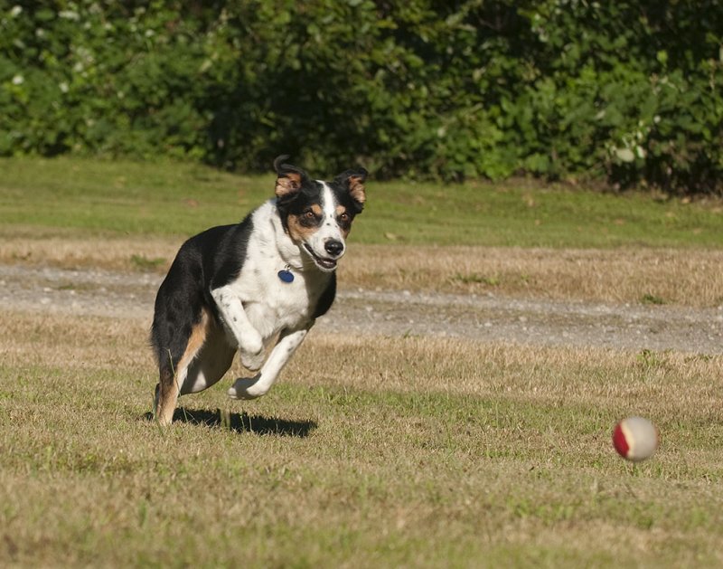 Bryce Chasing the Ball