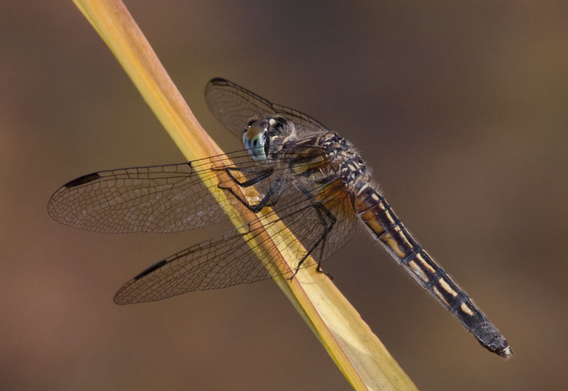 Some Dragonflies from Southern Washington