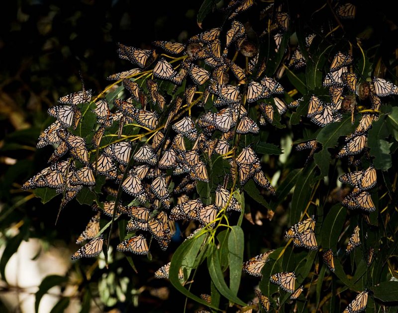 Butterflies Gathering for the Winter at Pismo Beach