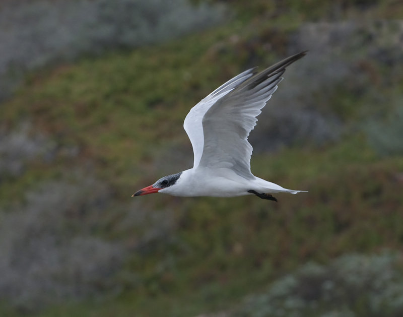 Caspian Tern