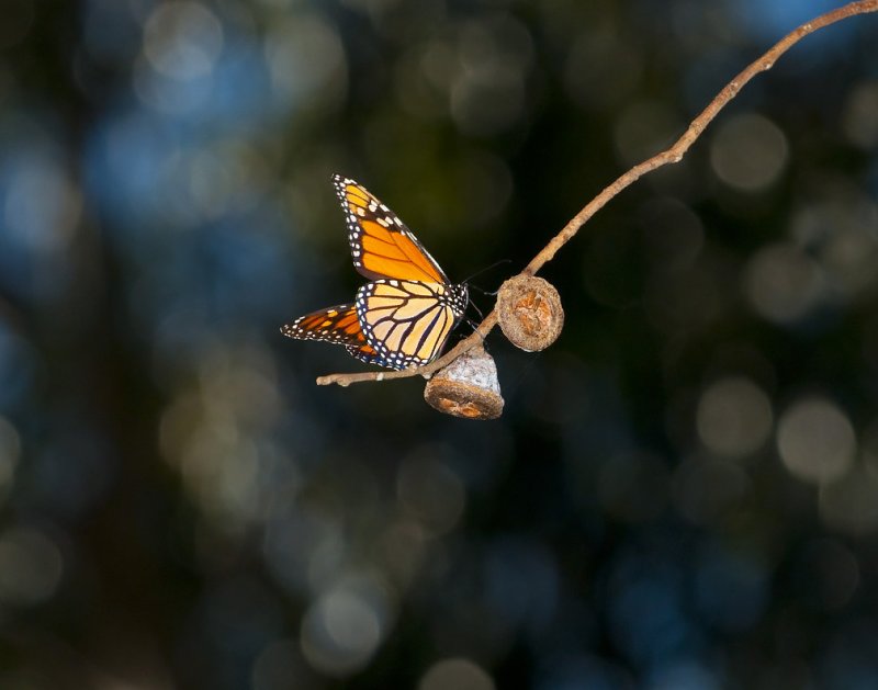 Butterfly 145
