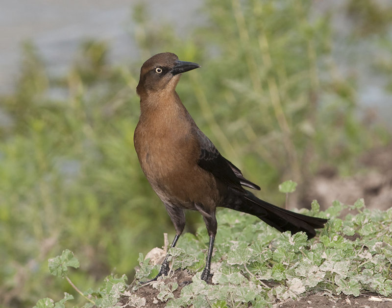 Great-tailed Grackle Female