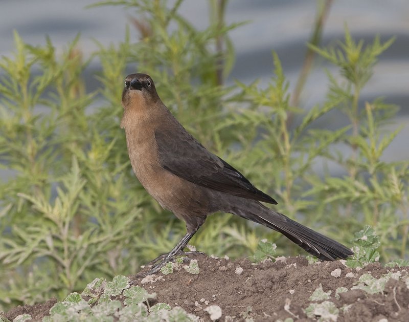 Great-tailed Grackle Female