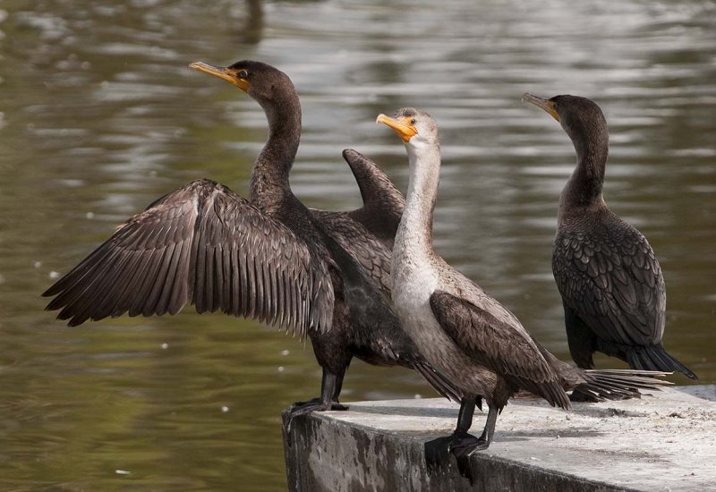 Double-Crested Cormorant