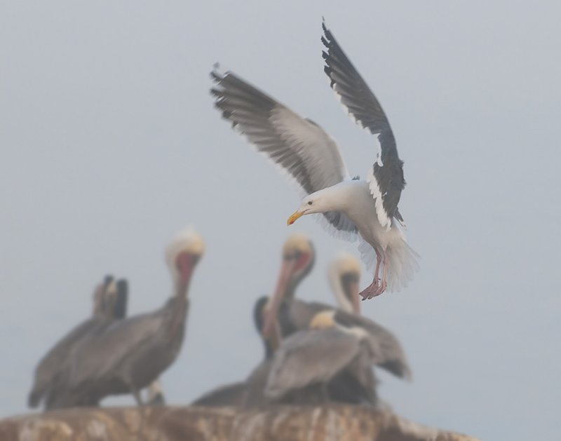 Gulls From La Jolla Cove