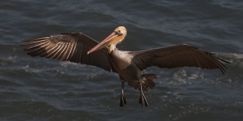 Pelican 505