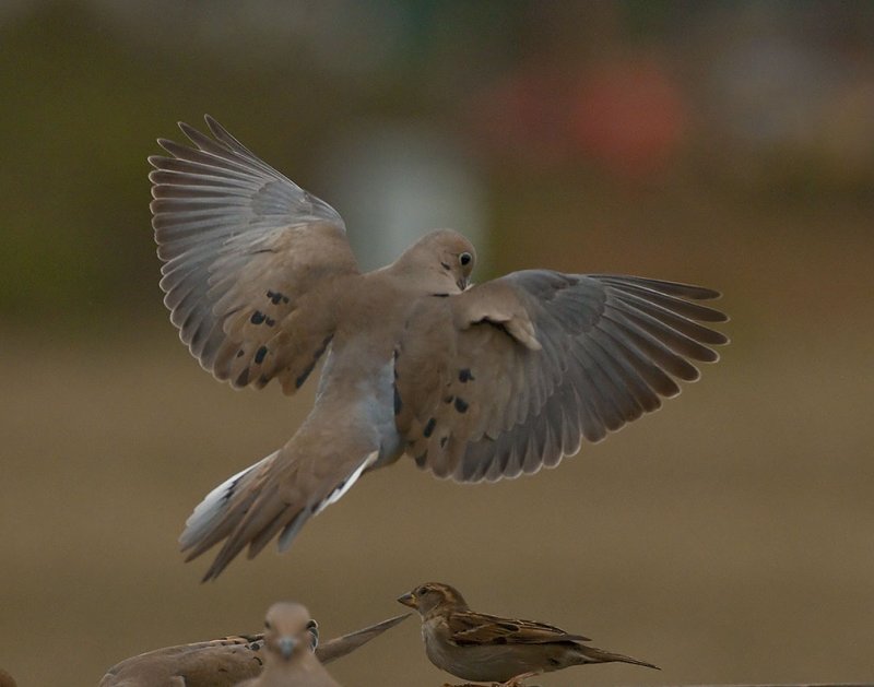 Dove 416