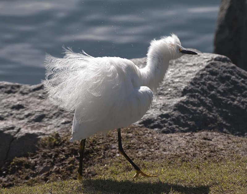 Snowy Egret 14 Really Bad Hair Day