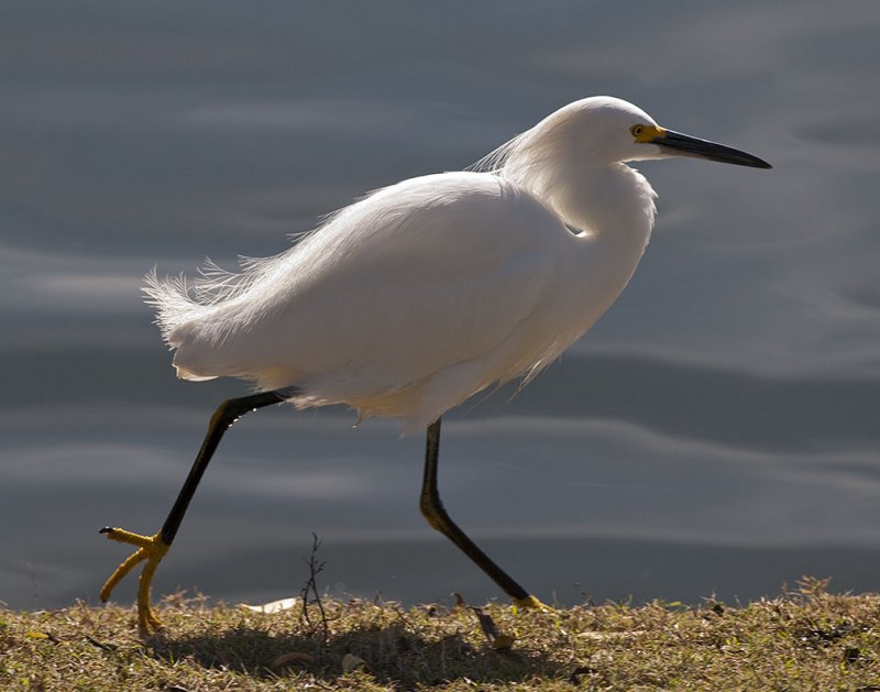 Snowy Egret 12