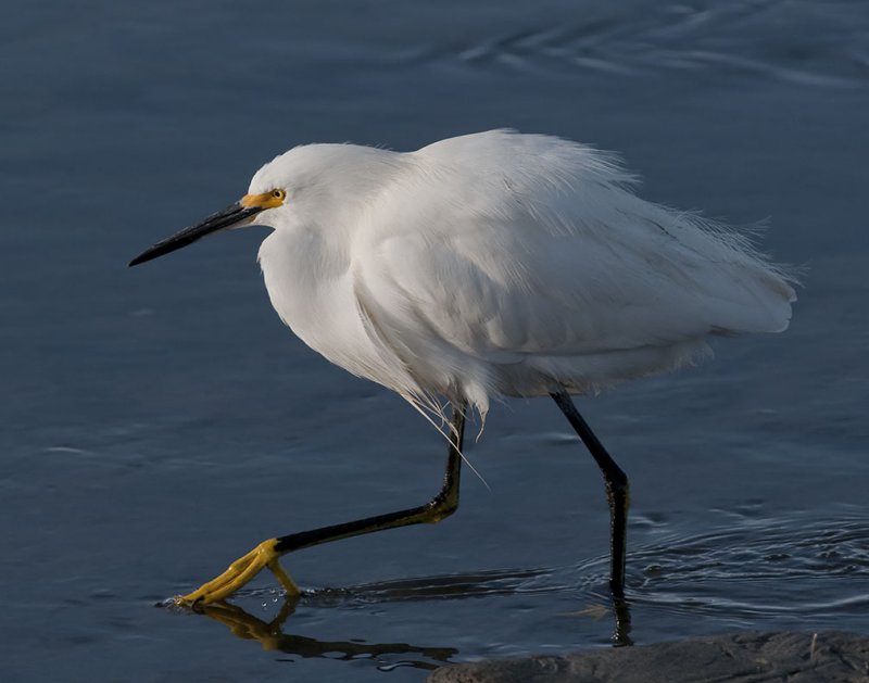 Egret 806