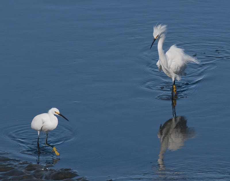 Agressive Egret 221