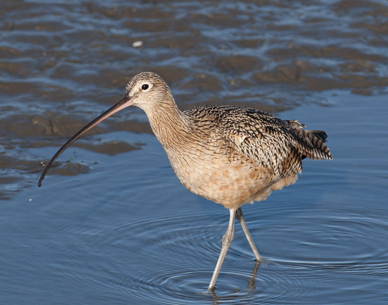 Long Billed Curlew 766