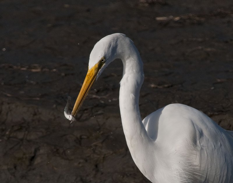 Great  Egret with Appetizer  660