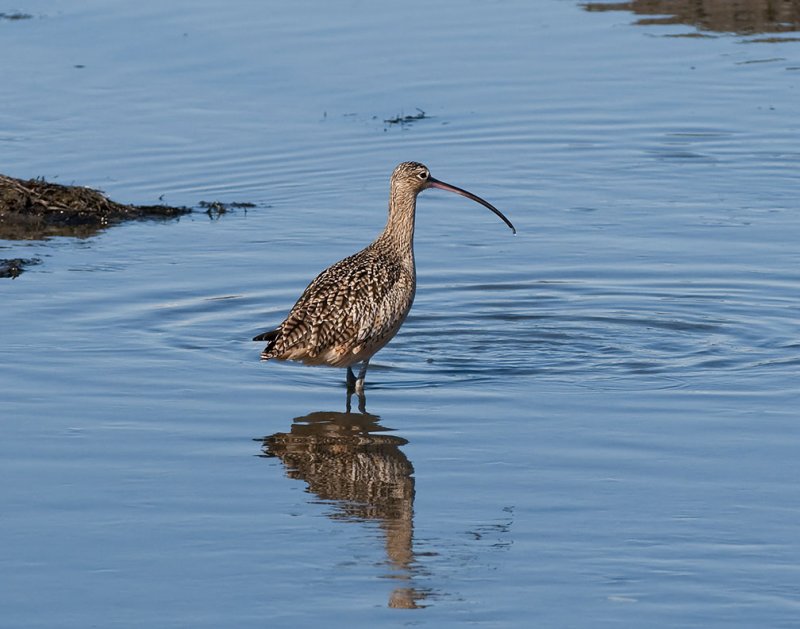 Long Billed Curlew 490